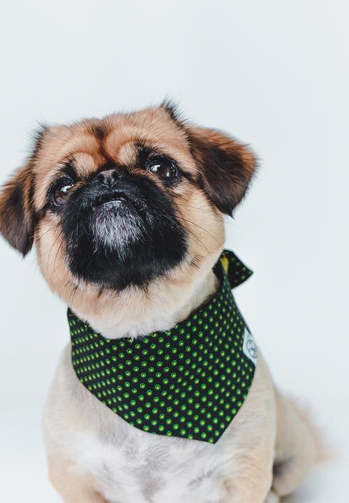 Urban Hound Social - The fundana bandana - green shweshwe