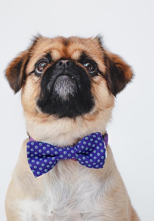 Urban Hound Social - Bow-wow-tie - purple shweshwe