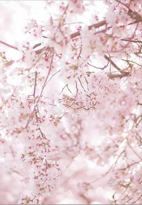 My Beauty Luv - FACE BLOSSOM® 100% Pure Organic Sakura Flower Extract