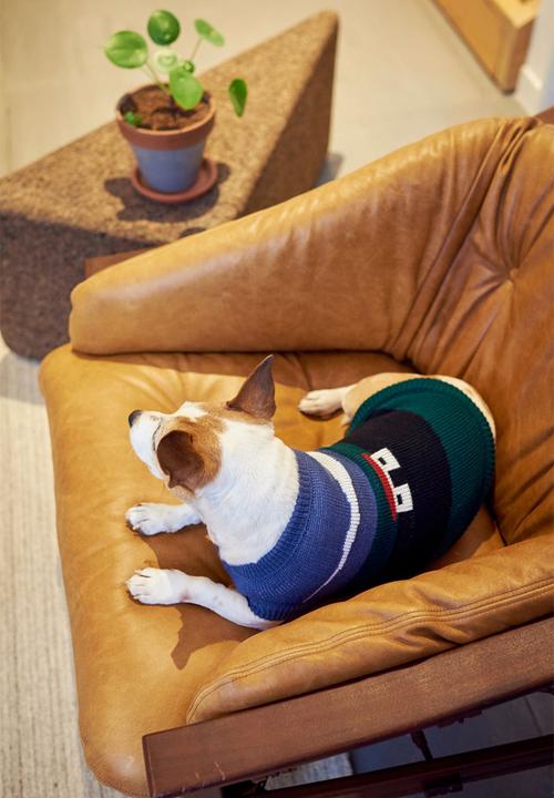 Lucky and Lou - Drew dog jersey - multi