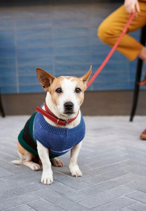 Lucky and Lou - Drew dog jersey - multi