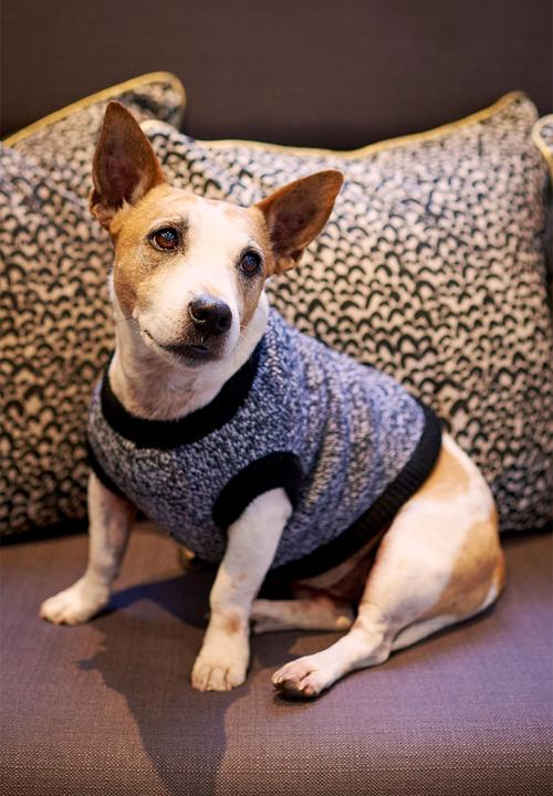 Lucky and Lou - Ziggy knitted dog jersey - grey
