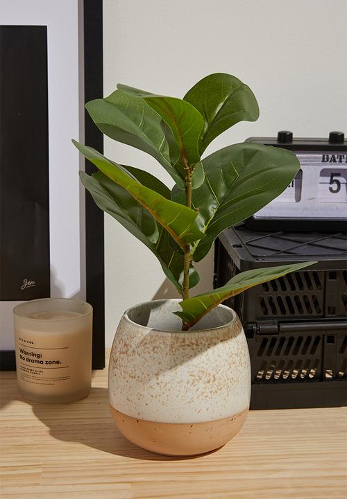 Typo - Midi plant - fiddle leaf fig