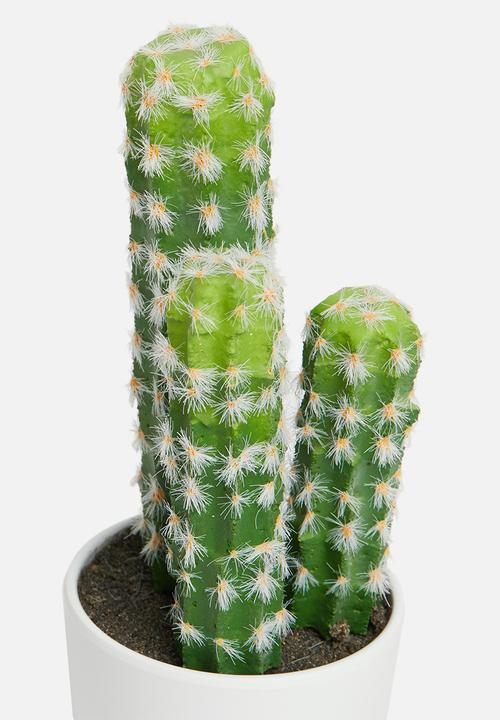 H&S - Cereus mini potted cactus