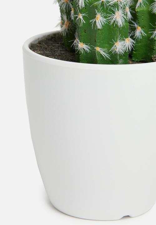 H&S - Cereus mini potted cactus