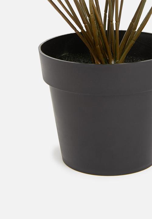 H&S - Pilea potted plant