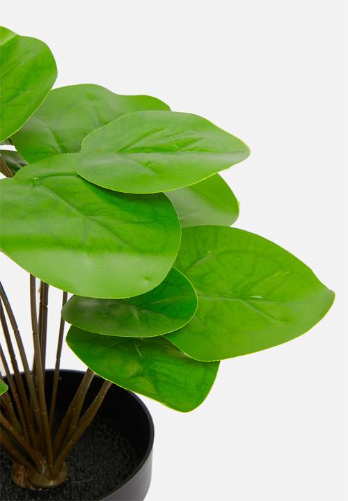 H&S - Pilea potted plant