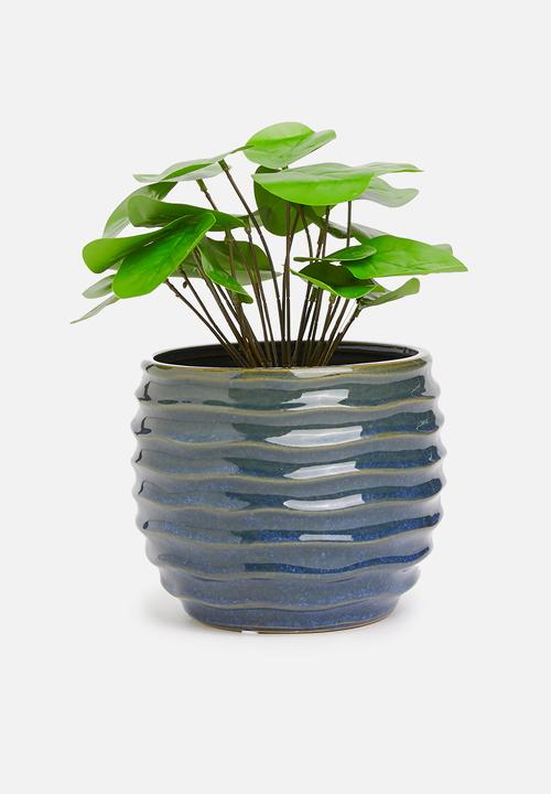 H&S - Pilea potted plant