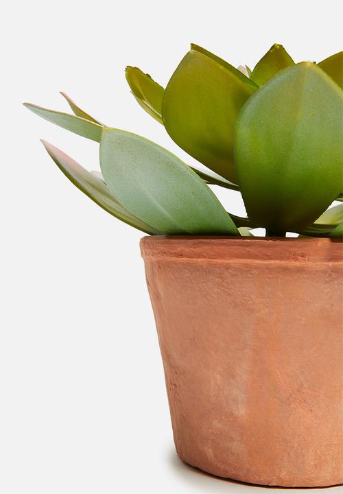 H&S - Cactus in terracotta pot