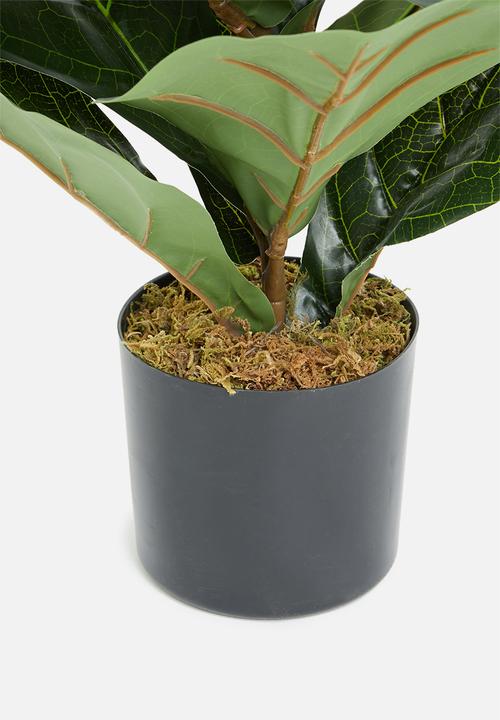 Sixth Floor - Fiddle fig artificial plant - green 