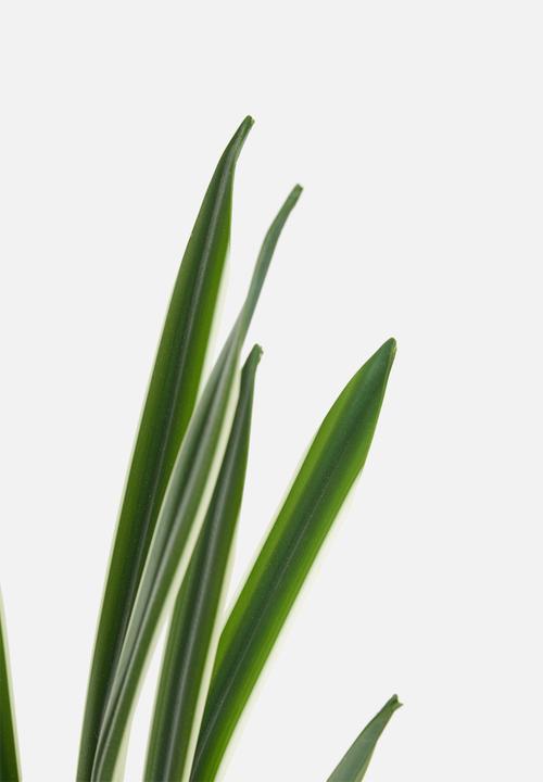 Silk By Design - Sanserveria artificial plant - plastic black pot
