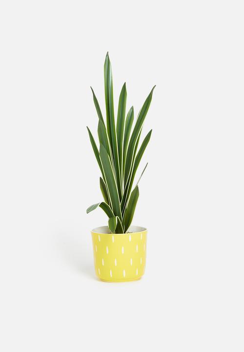 Silk By Design - Sanserveria artificial plant - plastic black pot