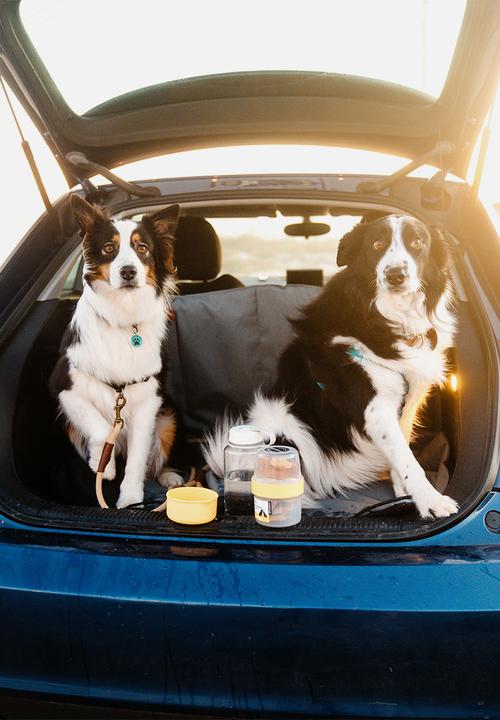 LocknLock - Pet treat container - yellow