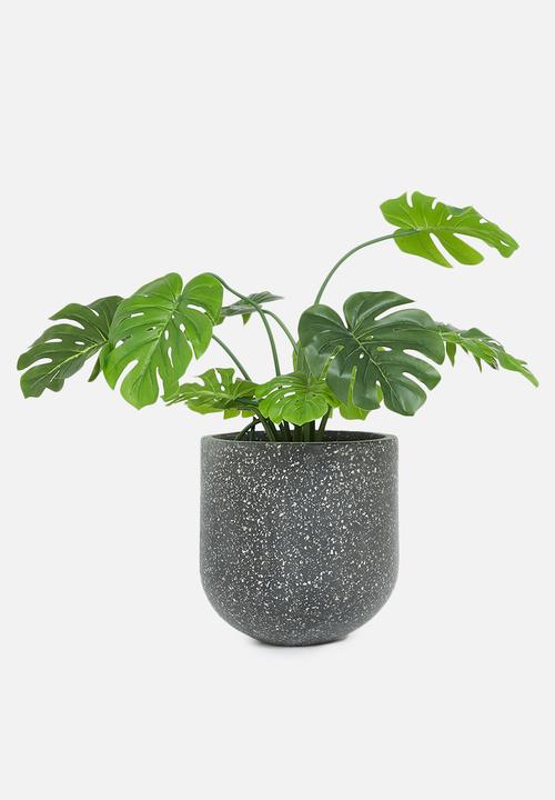 Potanical - Black pearl planter - black seashell