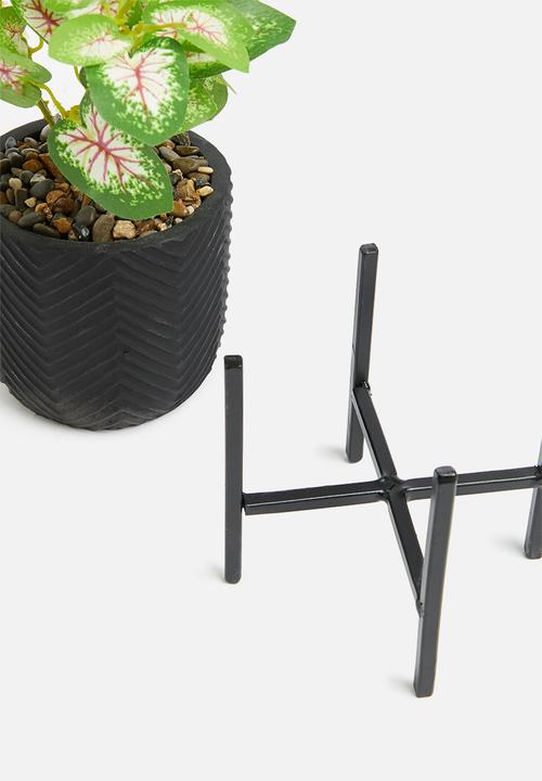 H&S - Calladium potted plant 