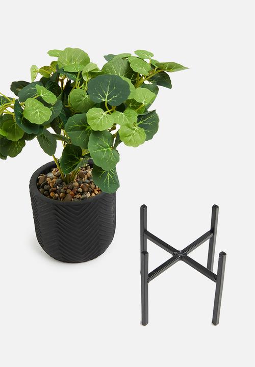 H&S - nasturtium potted plant
