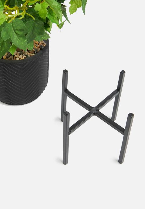 H&S - Vine potted plant