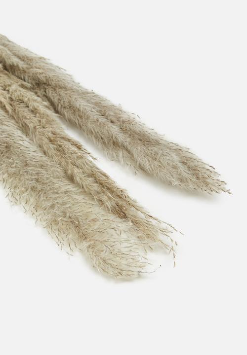 H&S - Pampas grass - sand