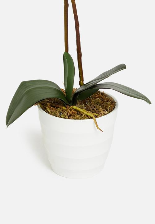 Sixth Floor - Double stemmed artificial orchid - white pot