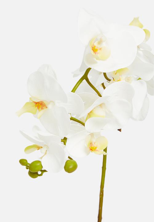 Sixth Floor - Double stemmed artificial orchid - white pot