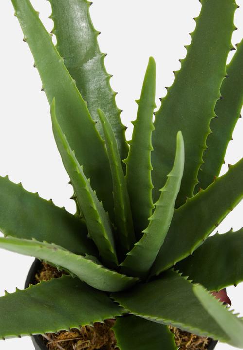 Sixth Floor - Aloe apple artificial plant - black plastic pot