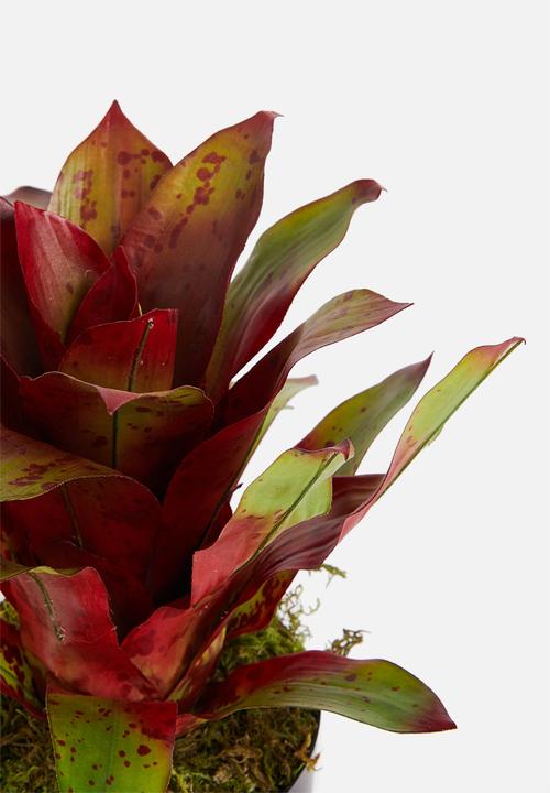 Silk By Design - Bromeliad artificial plant in pvc pot - red & green