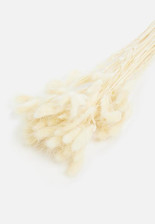 Wild Flower Art - Bunny tail bunch of 50 stems - bleached