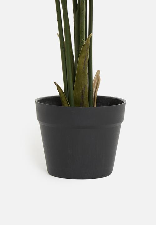 H&S - Strelitzia Potted plant