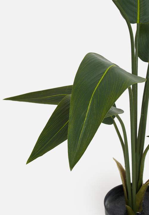 H&S - Strelitzia Potted plant