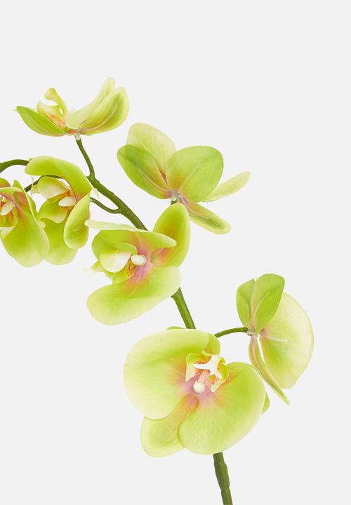 Silk By Design - Phalenopsis artificial orchid in silver planter - green