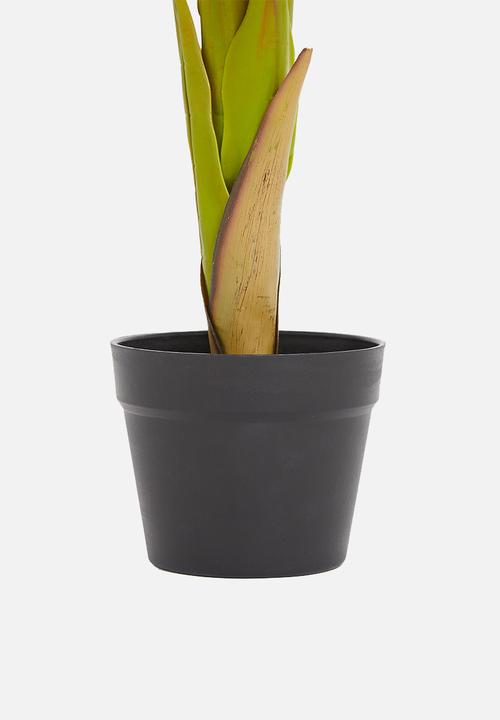 H&S - Alocasia potted plant - green