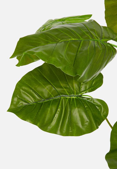 H&S - Alocasia potted plant - green