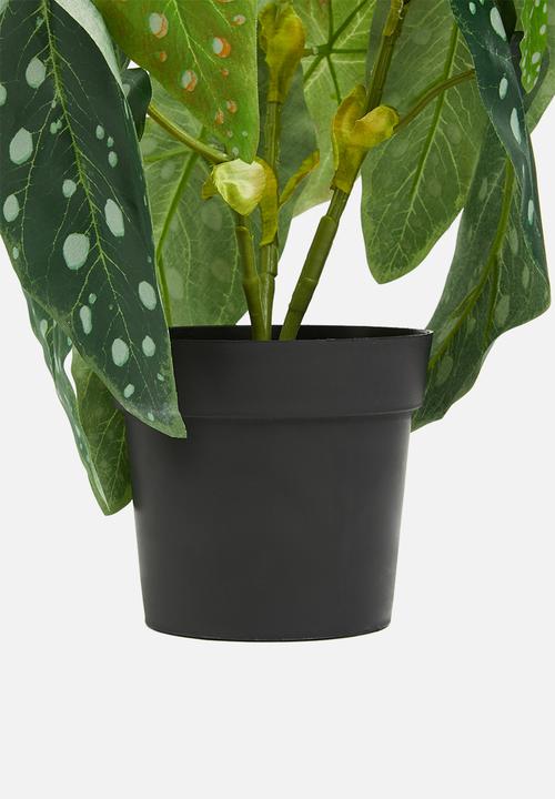H&S - Begonia potted - green spotted