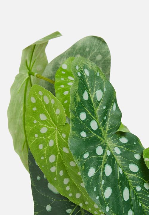 H&S - Begonia potted - green spotted