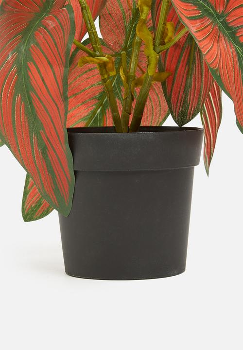H&S - Calathea potted - green & red