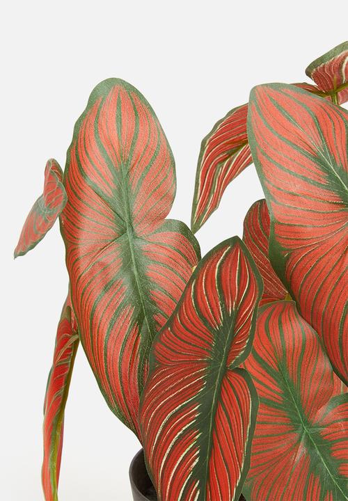 H&S - Calathea potted - green & red