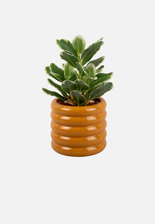 Present Time - Bobbly plant pot small - ochre yellow