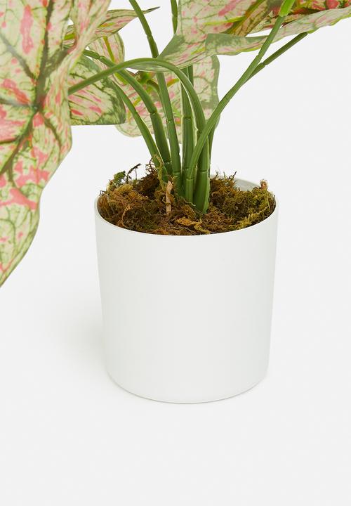 Sixth Floor - Mini pink taro artificial plant - white pot