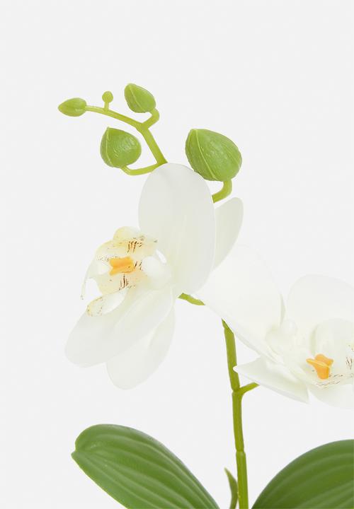 H&S - Artificial orchid in black pot - ivory
