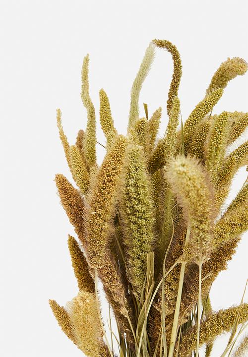H&S - Dried setaria grass bunch - natural