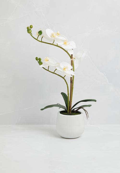 Silk By Design - Phalaenopsis orchid in ceramic pot - white