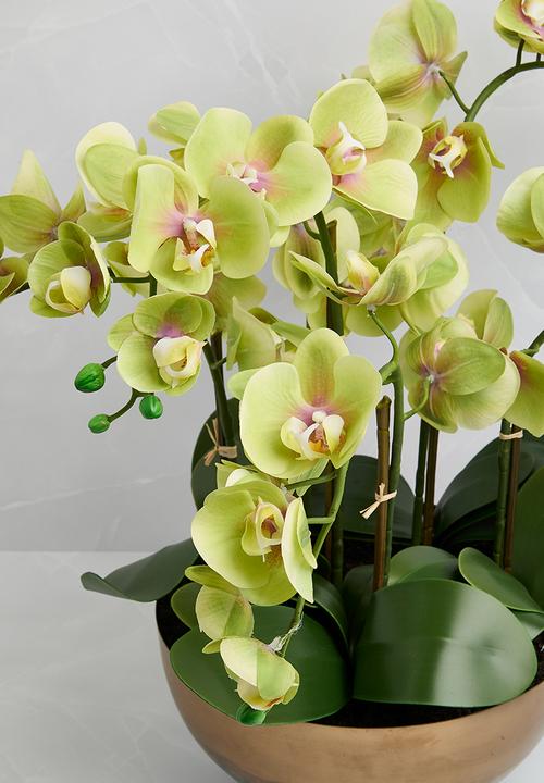 Silk By Design - Phalaenopsis orchid arrangement - green