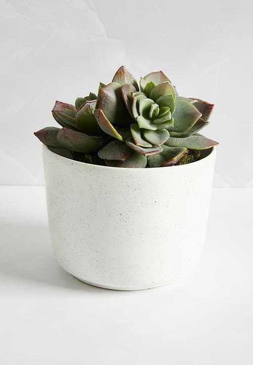 Silk By Design - Succulents in liner - grey
