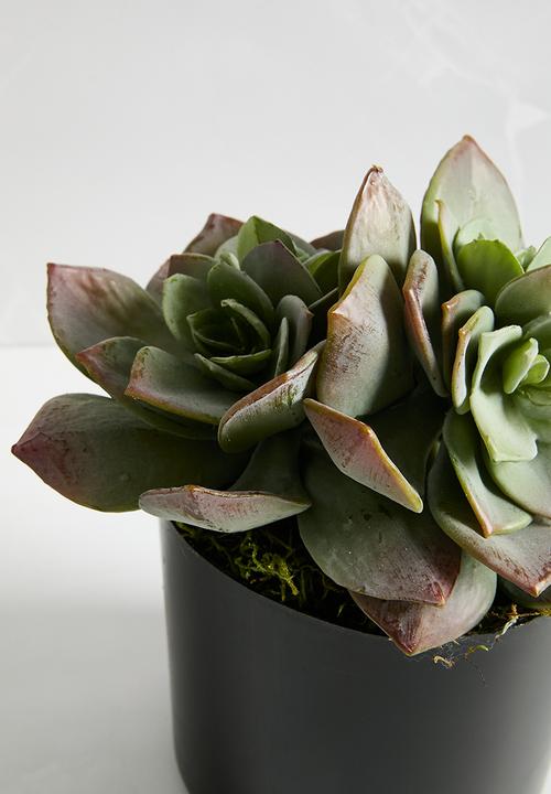 Silk By Design - Succulents in liner - grey