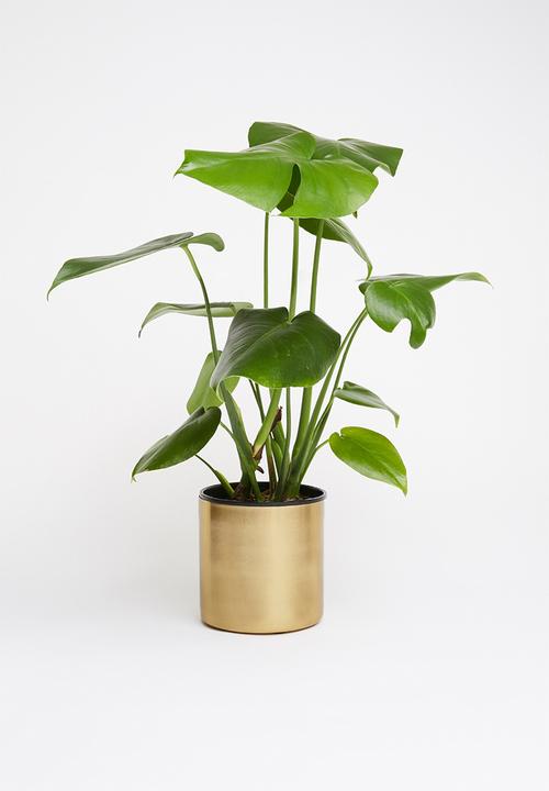 Sixth Floor - Amelia planter small - gold