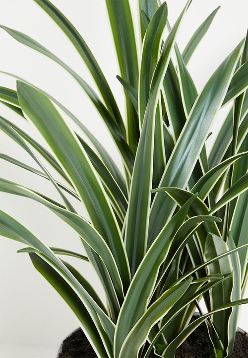 Silk By Design - Potted sanseviera - green
