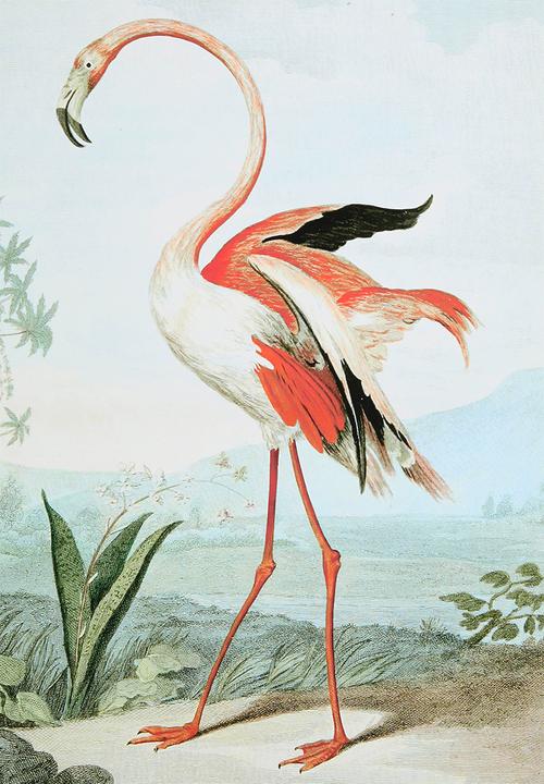MJ Design Studio - The Flamingo Canvas Wall Art