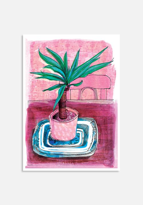 Sweet William - Little palm