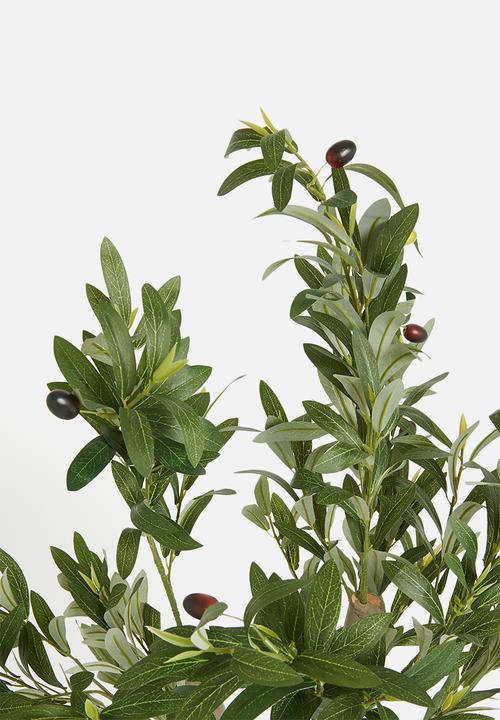 Sixth Floor - Olive Tree