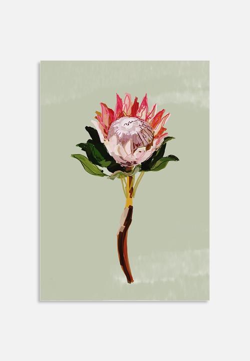 Sarah Allderman - Protea 1